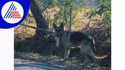 2 ಕಿಮೀ ನಡೆದು ಮಾಲೀಕನಿಗೆ ಊಟ ತಲುಪಿಸುವ ಶ್ವಾನ: ವಿಡಿಯೋ ವೈರಲ್‌