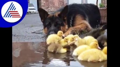 ಪುಟ್ಟ ಬಾತುಕೋಳಿಗಳ ಕಾಯುವ ಜರ್ಮನ್ ಶೆಫರ್ಡ್: ವಿಡಿಯೋ ವೈರಲ್
