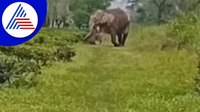 ಮೃತ ಮರಿಯನ್ನು ಹೋದಲೆಲ್ಲಾ ಎತ್ತಿಕೊಂಡು ಹೋಗುತ್ತಿರುವ ತಾಯಿ ಆನೆ: ವಿಡಿಯೋ