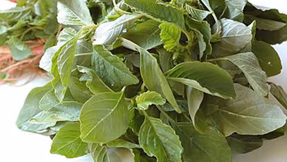 മഴയുള്ളപ്പോള് ഇലക്കറികള് കഴിക്കാൻ പാടില്ലേ? ചീരയും മുരിങ്ങയുമൊക്കെ ഒഴിവാക്കണോ?