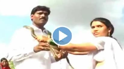 ഹാരത്തിന് പകരമായി പാമ്പുകൾ, വ്യത്യസ്തമായി വിവാഹം, വൈറലായി വീഡിയോ