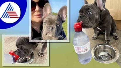 ನಲ್ಲಿ ನೀರು ಕುಡಿಯಲ್ಲ ನಾಯಿ, ತಿಂಗಳಿಗೆ 4,000 ರೂ. ಕೊಟ್ಟು ವಾಟರ್ ಬಾಟಲ್ ಖರೀದಿಸುತ್ತಾಳೆ ಒಡತಿ !