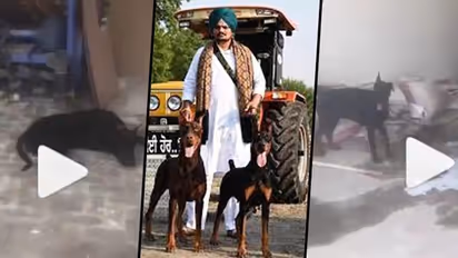 Video: Heartbroken Sidhu Moose Wala's dogs refuse to eat, keep howling