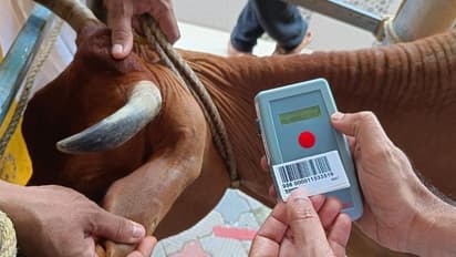 പശുവിനെ കടത്താന് ഇനിയാരും നോക്കണ്ട, പിടിയിടും മൈക്രോചിപ്പ്, പദ്ധതി കേരളത്തില്!