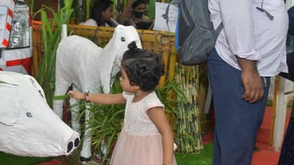 ഒട്ടകപ്പക്ഷിയുടെ മുട്ട, കോംഗോ സിഗ്നല്, ശ്രദ്ധേയമായി മൃഗസംരക്ഷണ വകുപ്പ് സ്റ്റാള്