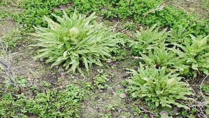 केदारनाथ धाम में समय से पहले ही खिल गया बाबा का सर्वाधिक प्रिय बह्मकमल, जानिए क्या हैं मायने