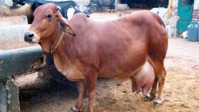 ಮಲಗಿದ್ದ ಹಸುಗಳ ಕೆಚ್ಚಲು ಕೊಯ್ದ ಕಿಡಿಗೇಡಿಗಳು, ಬೆಂಗಳೂರಿನಲ್ಲಿ ಅಮಾನವೀಯ ಕೃತ್ಯ!