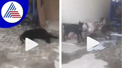 ಮಾಲೀಕನ ಸಾವಿನಿಂದ ಆಘಾತಕ್ಕೀಡಾದ ಶ್ವಾನ: ಆಹಾರ ತಿನ್ನದ ಸಿಧು ಮೂಸೆವಾಲಾ ನಾಯಿ