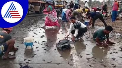 ಬಿಟ್ಟಿ ಸಿಕಿದ್ರೆ ಯಾರ್ ಬಿಡ್ತಾರೆ: ಲಾರಿಯಿಂದ ಬಿದ್ದ ಮೀನಿಗಾಗಿ ಮುಗಿಬಿದ್ದ ಜನ