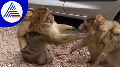 ತಾಯಿಯರಿಬ್ಬರ ಅಪೂರ್ವ ಸಮ್ಮಿಲನ... ಮನುಷ್ಯರಲ್ಲೂ ಇಲ್ಲದ ಅನುಬಂಧವಿದು: ವಿಡಿಯೋ