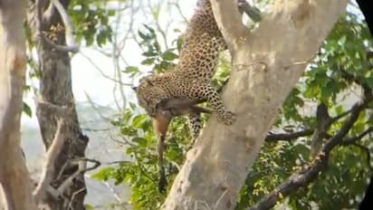 Leopard climbs tree to hunt monkey at MP’s Panna tiger reserve; rare video goes viral