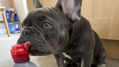 पिछले जन्म में राजा रहा होगा यह नखरेबाज कुत्ता! डिमांड हाई-फाई, सबकुछ इंपोर्टेड चाहिए, लोकल तो देखता भी नहीं