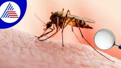 டெங்கு கொசு இந்த நபர்களை தான் அதிகம் கடிக்குமாம்! அது யாரு... ஏன்..?