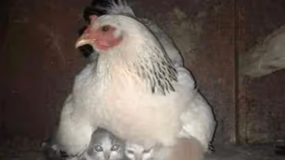 ಬೆಕ್ಕಿನ ಮರಿಗಳಿಗೆ ತನ್ನ ರೆಕ್ಕೆಗಳಡಿ ಜಾಗ ಕೊಟ್ಟ ಕೋಳಿ: ಫೋಟೋ ವೈರಲ್