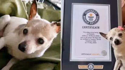 ये है दुनिया का सबसे उम्रदराज कुत्ता, उम्र और नस्ल जानकर रह जाएंगे दंग, गिनीज बुक में दर्ज हुआ नाम