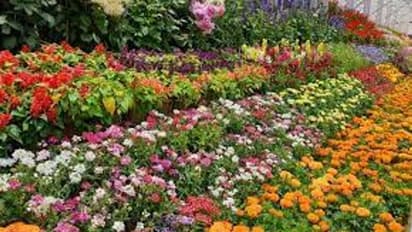 Week End ஸ்பெஷல்.. மிஸ் பண்ணிடாதீங்க.. சென்னையில் மலர்க் கண்காட்சி.. இன்னும் மூன்று நாட்கள் மட்டும் தான்..