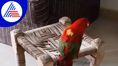 ಮಕ್ಕಳಂತೆ ಮಮ್ಮಿ ಟೀ ಕೊಡು ಅಂತ ಕೇಳೋ ಗಿಣಿ: ವಿಡಿಯೋ ವೈರಲ್‌