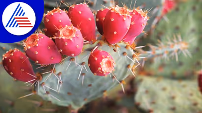 ಮಧುಮೇಹದ ಸಮಸ್ಯೆ ಥಟ್ಟಂತ ಕಡಿಮೆ ಮಾಡೋ ಪಾಪಾಸು ಕಳ್ಳಿ ಬಗ್ಗೆ ಕೇಳಿದ್ದೀರಾ ?