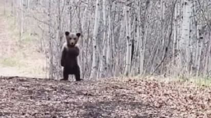 'ക്യൂട്ട് ആയിട്ടുണ്ടേ'; കരടിക്കുഞ്ഞിന്‍റെ രസകരമായ വീഡിയോ