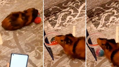 Watch: Guinea pig scores highest basketball slam dunks in 30 seconds; Sets new Guinness World Record