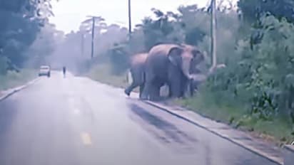 Elephant Says Thank You ರಸ್ತೆ ದಾಟಲು ಸಹಕರಿಸಿದ ವಾಹನ ಸವಾರರಿಗೆ ಧನ್ಯವಾದ ಹೇಳಿದ ಕಾಡಾನೆ, ವೀಡಿಯೋ ವೈರಲ್!