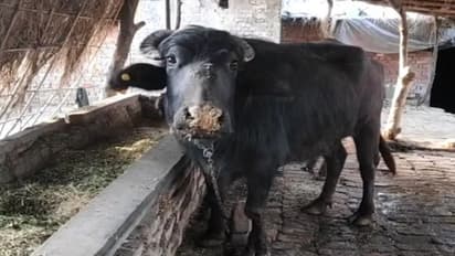 किसकी भैंस और किसका बच्चा? थाने पहुंचे इस अनोखे मामले के बाद हैरत में अधिकारी, करवाया डीएनए टेस्ट