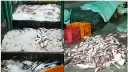 'ലേശമല്ല, നല്ല വാട്ടം തന്നെ'; ഹാർബറിൽ മിന്നൽ പരിശോധന, 500 കിലോ പഴകിയ മത്സ്യം പിടിച്ചെടുത്തു