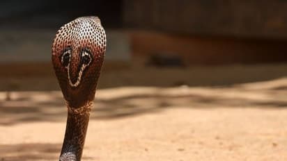 കളിക്കുന്നതിനിടയില് കയ്യില് കൊത്തിയ മൂര്ഖന് പാമ്പിനെ കടിച്ചുകൊന്ന് 8 വയസുകാരന്