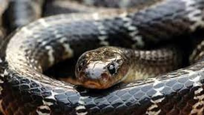 ഉറക്കത്തിനിടെ ഫോൺ റിങ്, എടുത്തപ്പോൾ സാധനം മാറി, സൂക്ഷിച്ച് നോക്കിയപ്പോൾ കയ്യിൽ വിഷപ്പാമ്പ്, രക്ഷ തലനാരിഴയ്ക്ക്