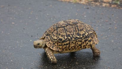 30 വര്‍ഷമായി കാണാതായ ആമയെ ഒടുവില്‍  കണ്ടുകിട്ടിയത് ഒട്ടും പ്രതീക്ഷിക്കാത്ത ഒരിടത്ത്! 