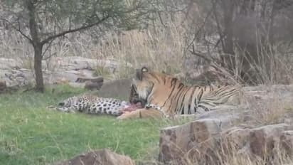 रणथंभौर में 15 सैकंड में टाइगर ने किया पैंथर काम तमाम, डरा देने वाला था वो सीन, आप भी देखिए वो खतरनाक पल