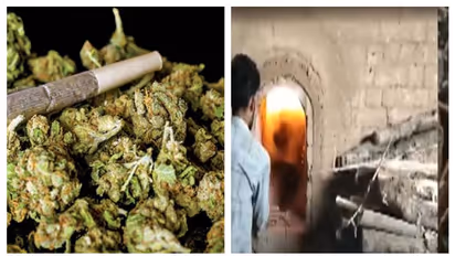 'തലവേദന' സഹിക്കാൻ വയ്യ; തൃശൂരിൽ 550 കിലോ കഞ്ചാവ് കത്തിച്ച് നശിപ്പിച്ചു