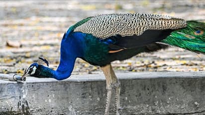 ಅಯ್ಯೋ ಪಾಪಿ: ನಮ್ಮ ರಾಷ್ಟ್ರಪಕ್ಷಿಯ ಗರಿಗಳನ್ನು ಕಿತ್ತು ಹಿಂಸೆ ನೀಡಿ ಕೊಂದೇ ಹಾಕ್ದ! ವಿಡಿಯೋ ವೈರಲ್