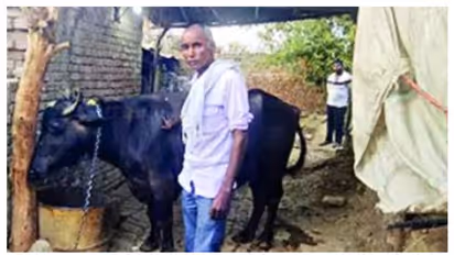 മോഷണം പോയ പോത്തിന് രണ്ട് ഉടമകൾ; ഡിഎൻഎ ടെസ്റ്റ് നടത്താൻ പൊലീസ്