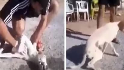 നായയ്ക്ക് സിപിആർ, ജീവിതത്തിലേക്ക് തിരികെ കൊണ്ടുവന്നയാളെ അഭിനന്ദിച്ച് സോഷ്യൽമീഡിയ