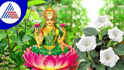 Vastu Tips: ಲಕ್ಷ್ಮೀ ಕಟಾಕ್ಷಕ್ಕೆ ತುಳಸಿ ಜತೆಗೆ ಕಪ್ಪು ದತ್ತೂರವೂ ಇರಲಿ ಮನೆಯಲ್ಲಿ