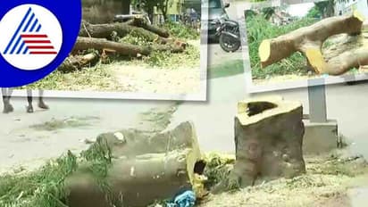 ವಿಶ್ವ ಪರಿಸರ ದಿನದಂದೇ ಬೃಹತ್ ಗಾತ್ರದ ಮರಗಳ ಮಾರಣಹೋಮ