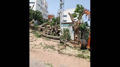 ಆನೇಕಲ್ :ವಿಶ್ವ ಪರಿಸರ ದಿನಾಚರಣೆಯಂದು ಮರಗಳಿಗೆ ಕೊಡಲಿ ಏಟು