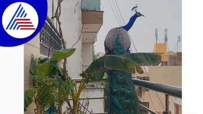 ರಾಷ್ಟ್ರ ರಾಜಧಾನಿಗೆ ಬಂದ ರಾಷ್ಟ್ರ ಪಕ್ಷಿ: ನವಿಲು ನೋಡಿ ಬೆರಗಾದ ದೆಹಲಿಗರು