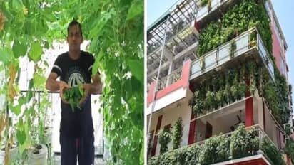 മൂന്നുനില വീടിനെ ഹൈഡ്രോപോണിക്സ് ഫാമാക്കി മാറ്റി, വരുമാനം ലക്ഷങ്ങൾ