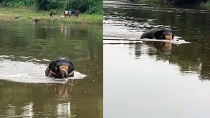 പത്തനംതിട്ട അയിരൂരിൽ ഇടഞ്ഞ ആന ആറ്റിലിറങ്ങി: അനുനയിപ്പിച്ച് കരയ്ക്ക് കേറ്റാൻ ശ്രമം തുടരുന്നു 