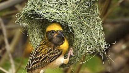 Pegion Astrology: வீட்டில் புறா கூடு கட்டுவது நல்லதா..? கெட்டதா?..வாஸ்து சாஸ்திரம் கூறுவது என்ன..?
