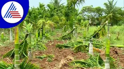 Chitradurga: ಫಸಲಿಗೆ ಬಂದಿದ್ದ 200 ಅಡಿಕೆ ಮರಗಳನ್ನು ಕಡಿದ ದುಷ್ಕರ್ಮಿಗಳು!