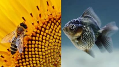 തേനീച്ച ഒരു മത്സ്യമാണെന്ന് കോടതി!