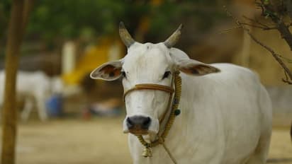 ಕಾಸರಗೋಡು: ಸಂಗೀತಕ್ಕೆ ಹೆಜ್ಜೆ ಹಾಕುವ ಗೋವು, ವಿಡಿಯೋ ವೈರಲ್‌