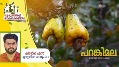 Malayalam Short Story: പറങ്കിമല, ഷിന്റോ എസ് എഴുതിയ ചെറുകഥ