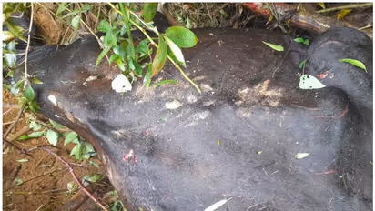 ഇടുക്കി; പുലിയുടെ അക്രമണത്തില് പശു കൊല്ലപ്പെട്ടു