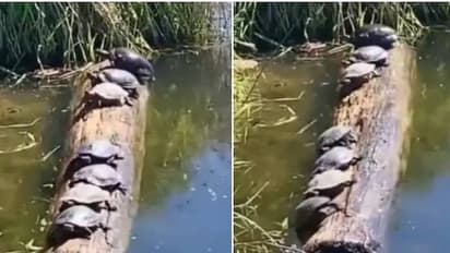 ഒറ്റത്തടിയിൽ വെള്ളത്തിൽ ബാലൻസ് ചെയ്ത് ഏഴ് ആമകൾ, വൈൈറലായി വീഡിയോ