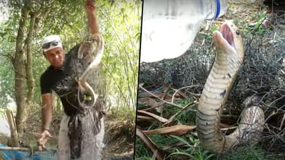 Man rescues King Cobra entangled in fishnet; video goes viral