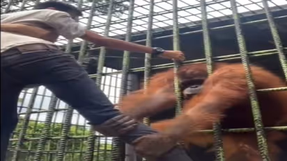 अटक गई सांस: पिंजरे में कैद Orangutan को चिढ़ा रहा था युवक, वीडियो में देखिए इस बेजुबान जानवर ने कैसे लिए बदला